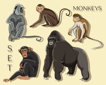 Different types of monkeysのイラスト素材