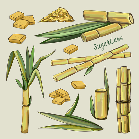 Sugar cane icons.のイラスト素材