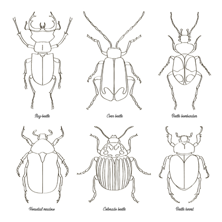 Set of beetle illustrationsのイラスト素材