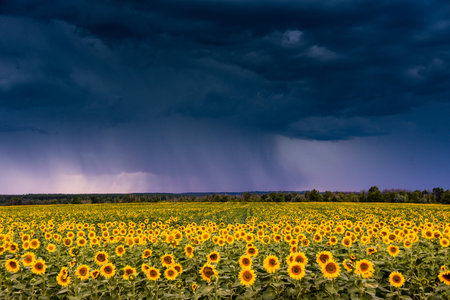 A stormy sky over a field with sunflowers.の写真素材