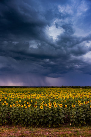 A stormy sky over a field with sunflowers.の写真素材