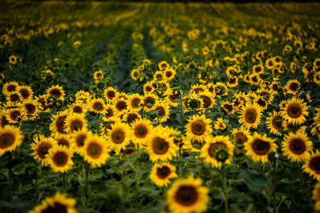 Many sunflowers on the field.の写真素材