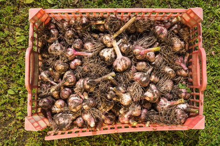 A lot of garlic heads inside the box.の写真素材