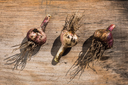 The heads of garlic are on the wood. Young garlic is ready for use as spices in food.の写真素材