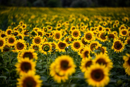 Many sunflowers on the field.の写真素材
