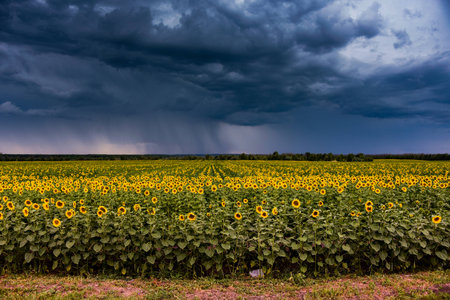 A stormy sky over a field with sunflowers.の写真素材