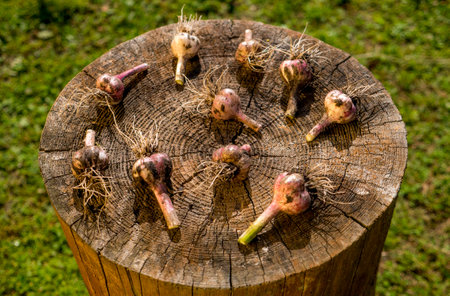 The garlic heads are on the stump. Young garlic is ready for use as spices in food.の写真素材