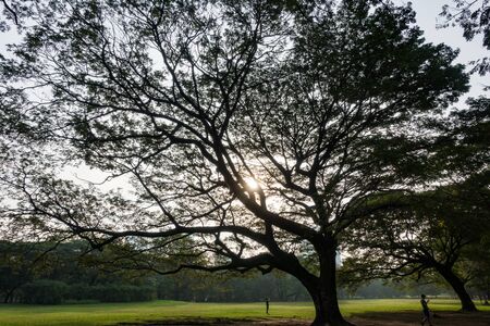 Big tree in the garden.の写真素材