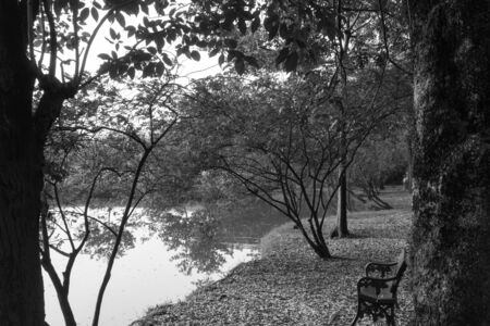 Branch between the tree.の写真素材