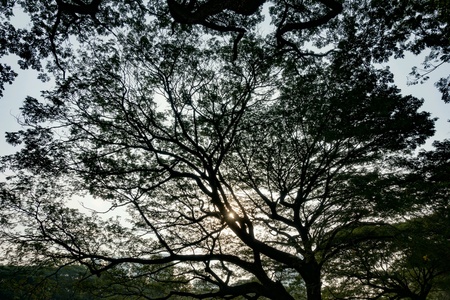 A big tree in the garden.の素材