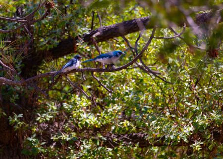 blue birds on treeの写真素材