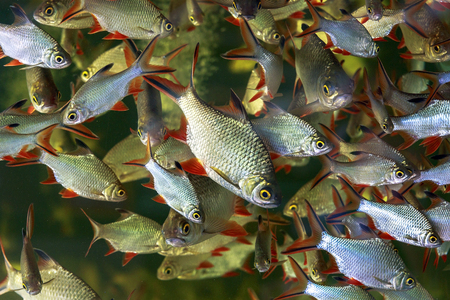 Fish swimming in a tank