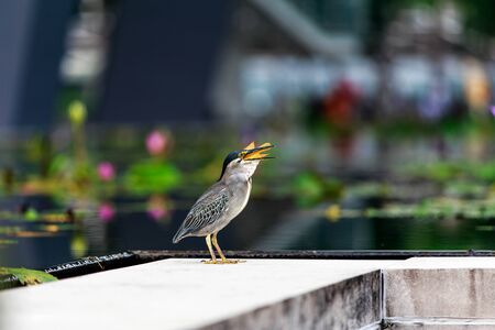 Little bird eat little fishの写真素材