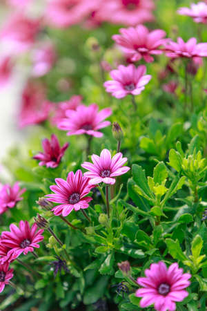 Pink daisy in the parkの写真素材