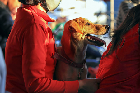 Dog on motorcycleの写真素材