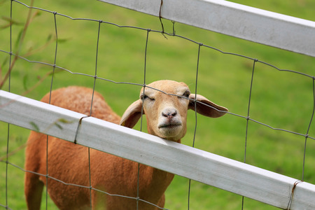 Sheep forage in sunny summer pastureの写真素材