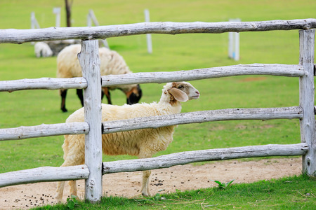 Sheep forage in sunny summer pastureの写真素材