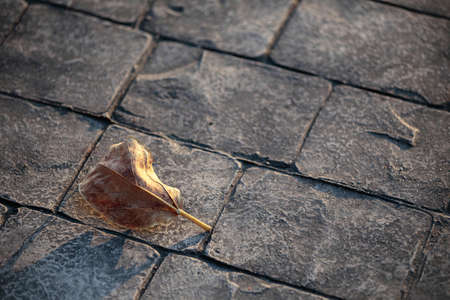 Dry leaf on rock groundの写真素材