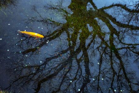 Coin and tree root in lakeの写真素材