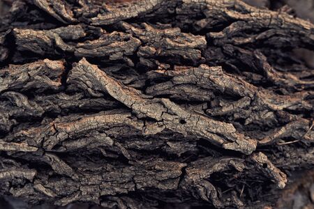 textured texture of tree bark for a background for your design. Natural materials, ecology, nature protectionの写真素材