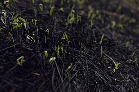 small sprouts grow on the scorched earth after a fire. environmental disaster. Ecosystem restorationの写真素材