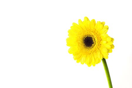 Isolated yellow daisyの写真素材