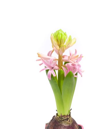 Pink hyacinthの写真素材