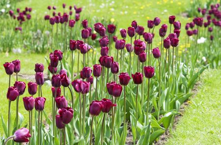 Magenta tulips in the gardenの写真素材