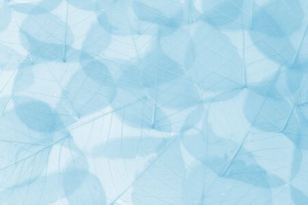 Abstract dreamy background made of blue transparent leavesの写真素材