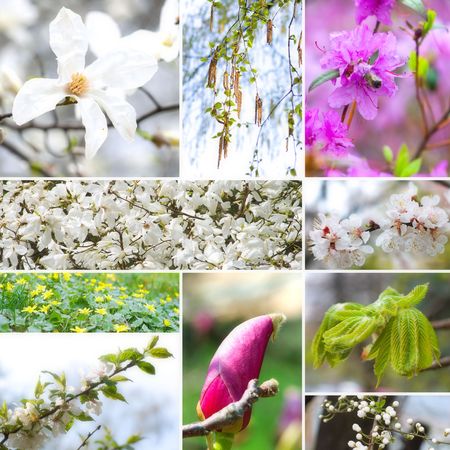 Awakening of the nature in collageの写真素材