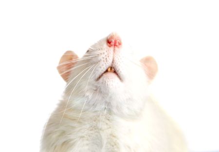 White rat closeup on white backgroundの写真素材