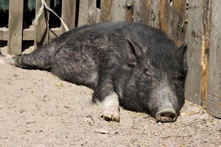 Black pig resting on the sunの写真素材