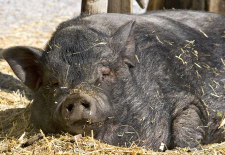 Black pig sleeping onthe sunの写真素材