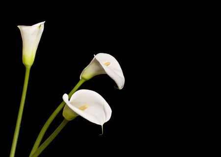Beautiful Calla Lliliesの写真素材