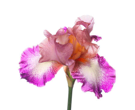 Beautiful iris flower isolated on whiteの写真素材