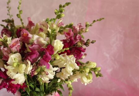 Beautiful flowers on pink backgroundの写真素材