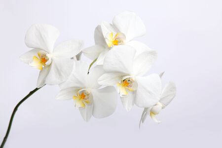 Beautiful orchidsの写真素材
