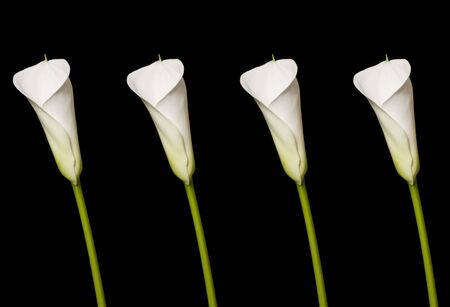 Four beautiful calla lily over the black backgroundの写真素材