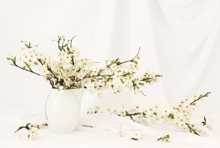 Tender still life with blooming cherry treeの写真素材