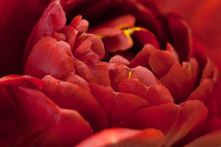 Macro image of beautiful red tulip with shallow DOFの写真素材