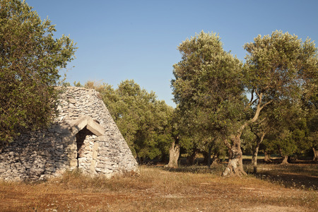 Olive trees, Italyの写真素材