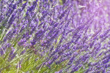 Bloomimg lavanderの写真素材