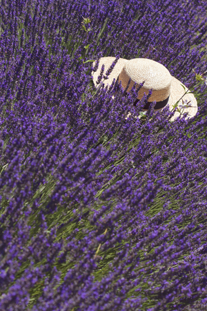 Straw hat over the bloomimg lavanderの写真素材