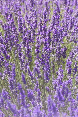 Bloomimg lavanderの写真素材