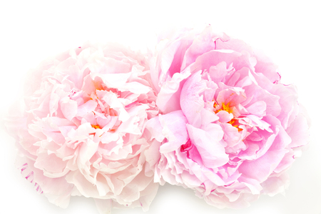 Top view to beautiful peoniesの写真素材