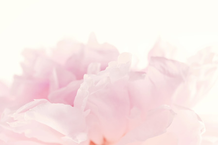 Abstract flower background with tender pink petals of peonyの写真素材