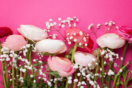 Pink and white ranunculus flowers on pink background. Flat lay in bright colors