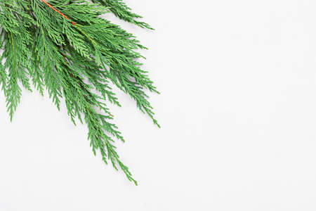 Christmas tree branch  on white background, flat lay, top view, copy space. Winter holidays, xmas greeting cardの写真素材