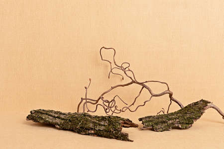 Empty wooden podium for products presentation. Display stand over neutral color background. Natural pedestal with nature elementsの写真素材