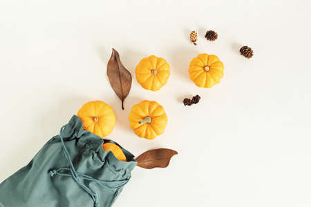 Organic pumpkins crop. Thanksgiving, halloween holidays preparation. Buy local concept. Sustainable,...